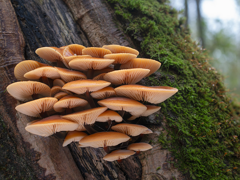 Flammulina velutipes